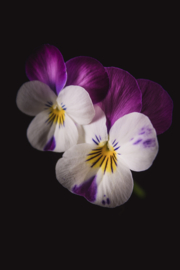 Viooltje op canvas