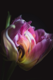 Tulp op canvas