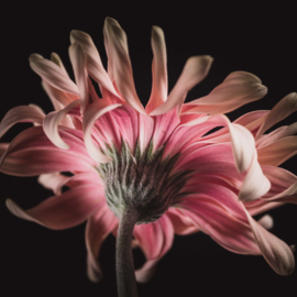 Gerbera op canvas