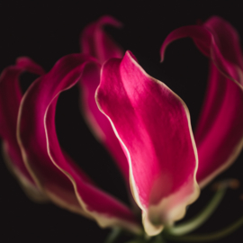 Gloriosa op canvas