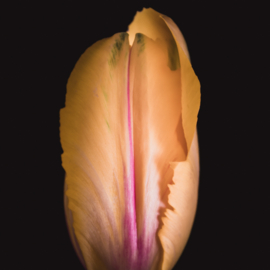 Tulp op canvas