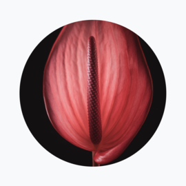 Anthurium