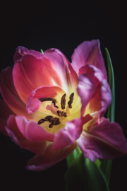 Tulp op canvas