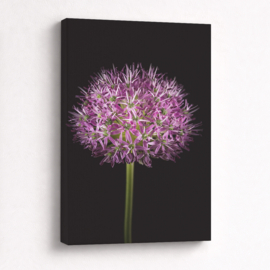 Allium Paars - Canvas Schilderij