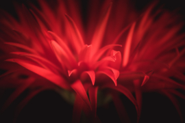 Gerbera op canvas