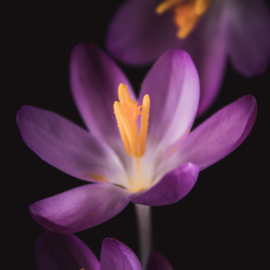 Krokus op canvas