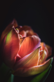 Tulp op canvas