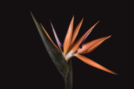 Paradijsvogelbloem op canvas