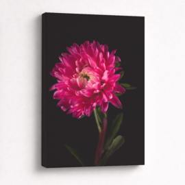 Aster Roze - Canvas Schilderij