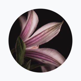 Clematis