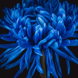 Chrysant op canvas