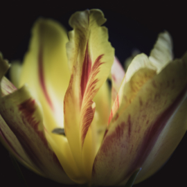 Tulp op canvas