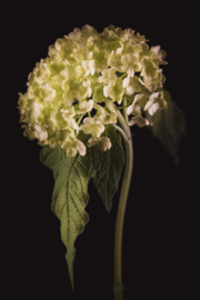 Viburnum op canvas