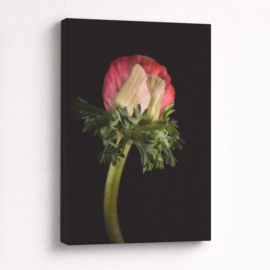 Anemoon Knop - Canvas Schilderij