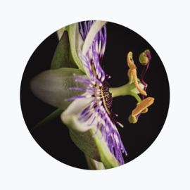 Passiebloem