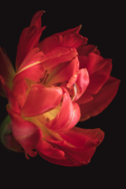 Tulp op canvas