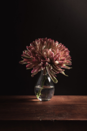Chrysant stilleven op canvas