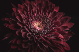 Chrysant op canvas
