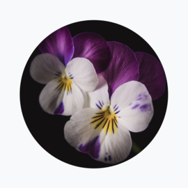 Viooltje