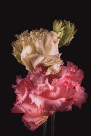 Lisianthus op canvas