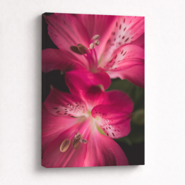 Alstroemeria Roze - Canvas Schilderij