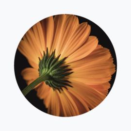 Geboortebloem oktober