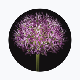 Allium