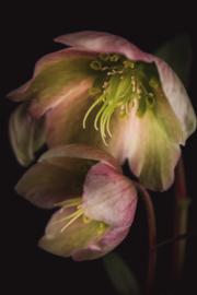 Helleborus op canvas