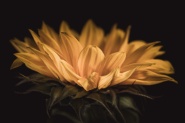 Zonnebloem op canvas