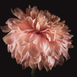 Chrysant op canvas