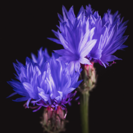 Korenbloem op canvas