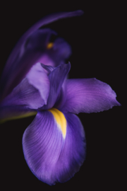 Iris op canvas