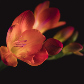 Crocosmia op canvas