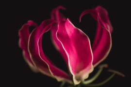 Gloriosa op canvas