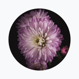 Geboortebloem september
