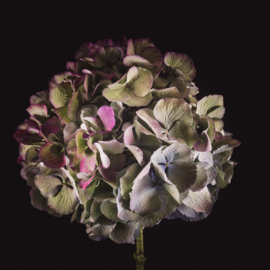 Hortensia op canvas