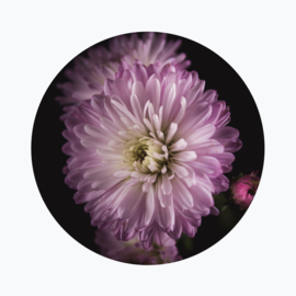 Aster