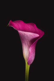 Calla op canvas