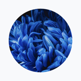 Blauwe bloemen