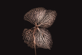 Gedroogde hortensia op canvas