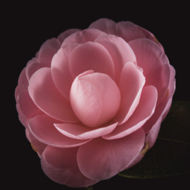 Camellia op canvas