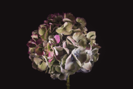 Hortensia op canvas