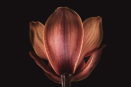 Orchidee op canvas