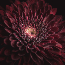 Chrysant op canvas