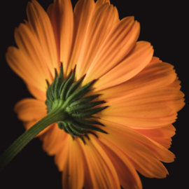 Goudsbloem op canvas