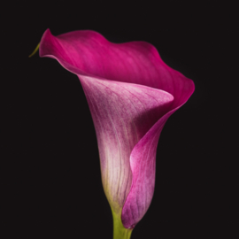 Calla op canvas
