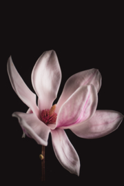 Magnolia op canvas