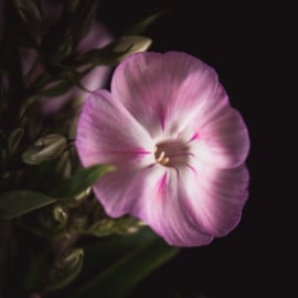 Vlambloem op canvas