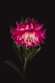 Aster op canvas
