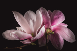 Magnolia op canvas